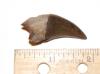 Seal Canine Tooth